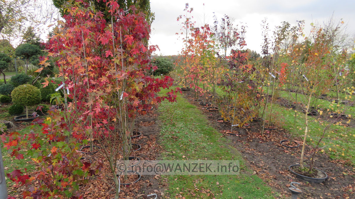 Liquidambar styraciflua  ganze Beete Herbst 04.JPG
